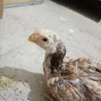 لاری هندی|پرنده|رباط‌کریم, نصیرشهر|دیوار