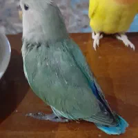 طوطی برزیلی|پرنده|تهران, باشگاه نفت|دیوار