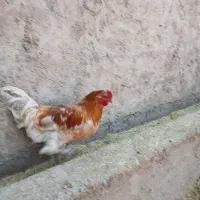 خروس و جوجه خروس|حیوانات مزرعه|مرودشت, رودبال|دیوار