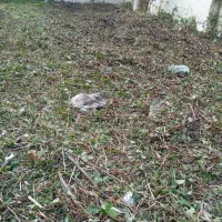 علف   زنی با دستگاه در کوچصفهان و سراوان سنگر