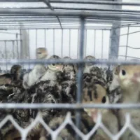 جوجه بوقلمون برنز