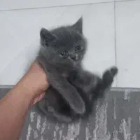 گربه نژاد اسکاتیش پرشین|گربه|مشهد, کوثر|دیوار