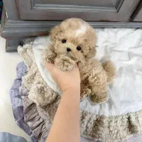 poodle maltease پودل مالتیز سایزجیبی