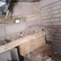 دوعدد خروس زیبا وجوان