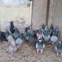 کفتر|پرنده|شیراز, دارالرحمه|دیوار