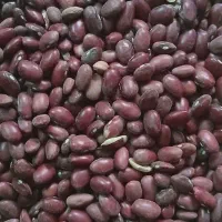 فروش لوبیا به صورت عمده