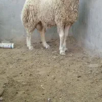 بره قوچی دو راس