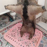 هیزه جای روغن