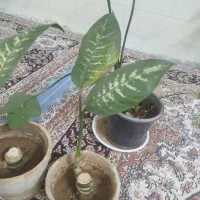 گل وگلدان|گل و گیاه طبیعی|حمیدیا, |دیوار