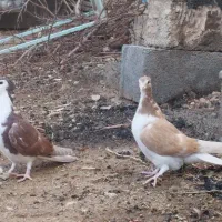 مفلق دمگیر دوبهر