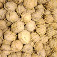 گردو