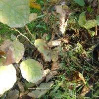 نهال فندوق پیوند نشده|گل و گیاه طبیعی|تالش, هشتپر|دیوار