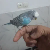 ۶تاجوجه زرد کاکلی و مرغ عشق|پرنده|مشهد, هدایت|دیوار