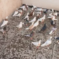 کفتر طوقی سرور سینه سیاه|پرنده|تهران, بهارستان|دیوار
