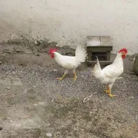 خروس ماشینی سالم وزرنگ