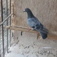 کفتر|پرنده|پیشوا, |دیوار