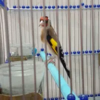 سهر گمشده