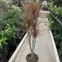 گل دراسینا چندشاخه بزرگ|گل و گیاه طبیعی|رشت, بیجارپس|دیوار