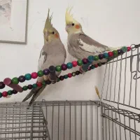 عروس هلندی و فنچ وقفس|پرنده|قزوین, |دیوار