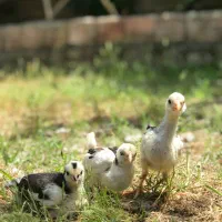 جوجه نژاد گلین