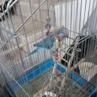 طوطی راهب