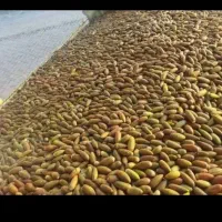 بلوط درجه یک