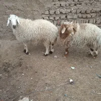 بره‌نر