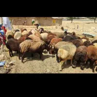 30تا میش روزگاری جوان داشتی|حیوانات مزرعه|دهدشت, |دیوار