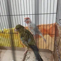 قفس