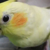 عروس هلندی گمشده|حیوانات|قم, شهر قائم|دیوار