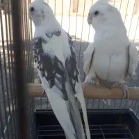 البینو ۲کت