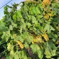 باغ ویلا تاکستان شهرک اک