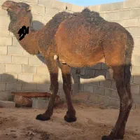 شتر بافق|حیوانات مزرعه|بافق, |دیوار