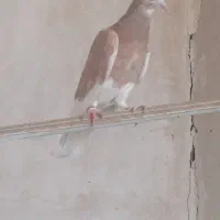 کفتر
