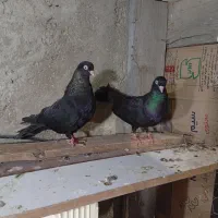 کبوتر