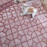 سگ پاکوتاه|حیوانات|مراغه, |دیوار