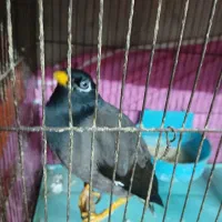 عروس هلندی به شرط|پرنده|خان ببین, |دیوار