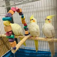 عروس هلندی یک جوفت و یک بچه ۶ ماه با قفس|پرنده|سراوان, |دیوار
