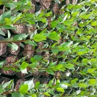 نهال پسته امسالی دونه ای12