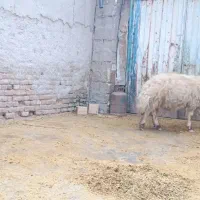 بره قوچ|حیوانات مزرعه|زاغه, |دیوار