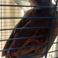 ۲ عدد مرغ مینا سخنگو|پرنده|کرج, گوهردشت|دیوار