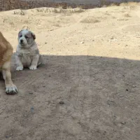 واگذاری ترکیب  توله آلابای پژدر