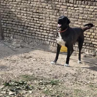 واگذاری سگ سرابی