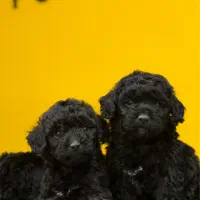 سگ توی پودل رنگ بلک وارداتی از روسیه|سگ|تهران, شهرک غرب|دیوار