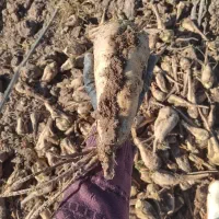 چغندر شیرین