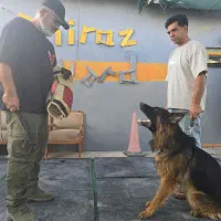 مربی سگ آموزش سگ|سگ|شیراز, میانرود|دیوار