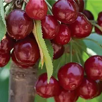 تولید و عرضه نهال آلبالو بوترمو|خدمات باغبانی و درختکاری|بدره, |دیوار