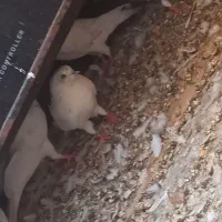 کفتر|پرنده|بندر ماهشهر, |دیوار