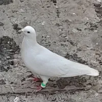 تعدادی کبوتر سیاه پوش با دم سیاه