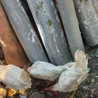 فروش پرنده، بصورت تک و جفت یا کلی|پرنده|تهران, مجیدیه|دیوار